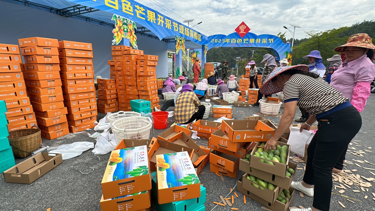 村民正在用“百香百色”品牌纸箱打包芒果